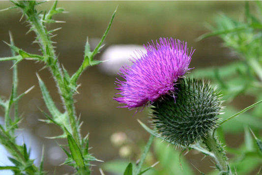 Mariendistel, Löwenzahn & Artischocke